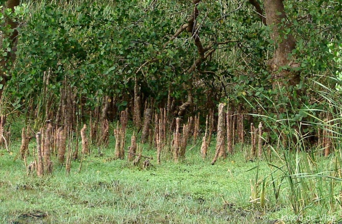 Sonneratia caseolaris (L.) Engl.